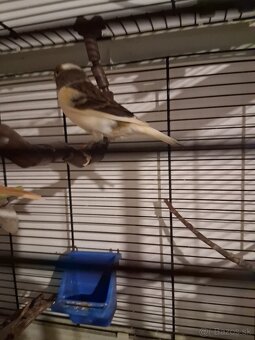 Predám kanariky. - 2