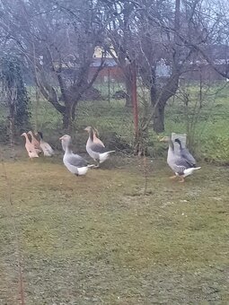 Indicky bezec,landenska hus - 2