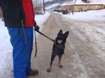 nemecký ovčiak - 2