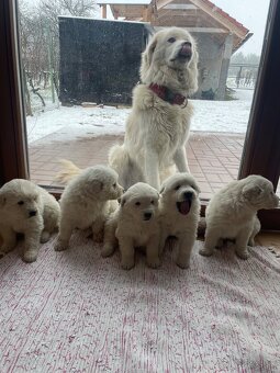 Slovenský čuvač - 2