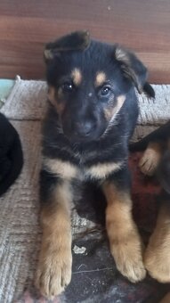 Nemecký ovčiak - 2