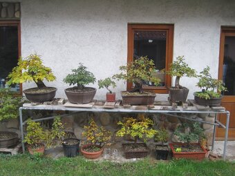 bonsai,bonsaj-DUB 22 - 2