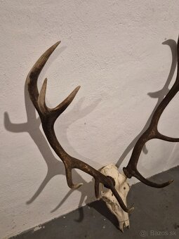 Trofej,parohy,zhody - 2