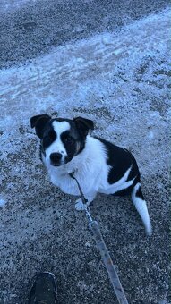 Border kolia x Nemecky ovciak - 2