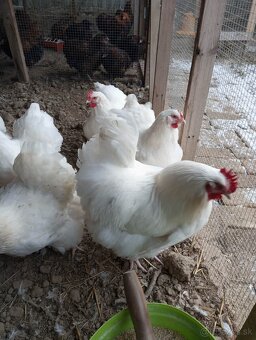 Orpingtony - 2