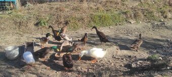 Nasadové vajíčka - indický bežec - 2