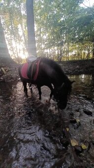Pony kobylka - 2