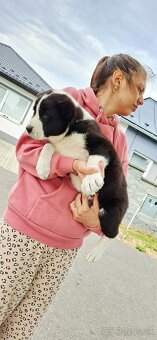 Predam steniatka stredoazisky ovčiak sao. Aziat - 2