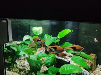 Zabehnuté akvárium 54l - 2