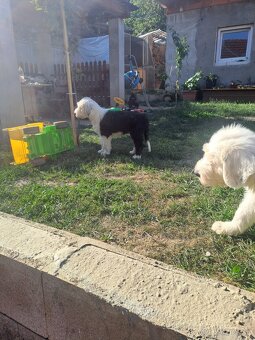 Bobtail - 2