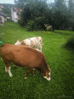Predám jalovicku a byka SS su odrohovane. - 2