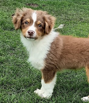 Miniaturní americký ovčák s PP FCI - 2