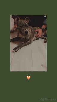 Staford  ,sučka - 2