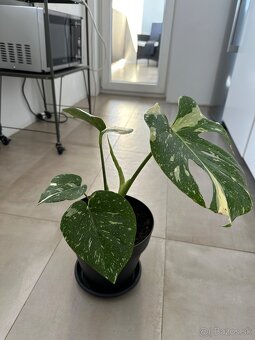 Monstera albo - 2