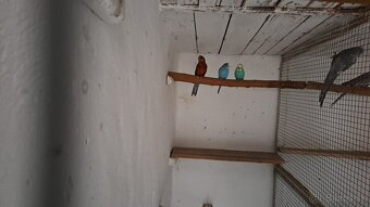 Rozela žltolíca – prírodná - 2