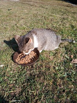 Darujem mladého kocurika . - 2