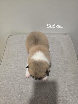 Akita Inu - 2