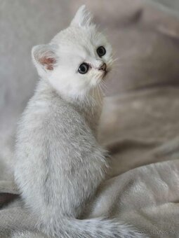 Britské mačiatka chinchilla - 2