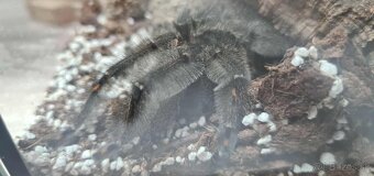 Psalmopoeus irminia - 2