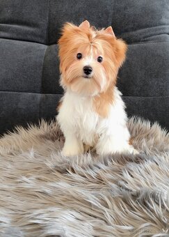 Yorkshire terrier - 2