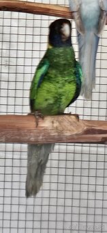 Barnard limcový - 2