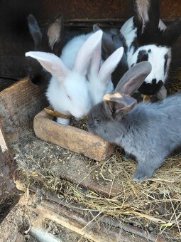 Predam.mlade zajace - 2