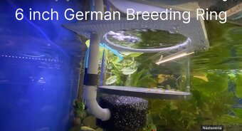 Profi pôrodnička, odchovňa pre poter - German breeding ring - 2