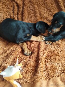 Doberman - 2