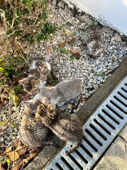 Darujem mačiatka - 2