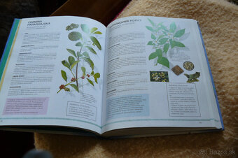 Bylinky pre zdravie - 2