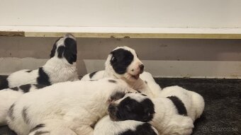 Stredoázijský ovčiak - šteniatka s PP - 2