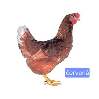 Mládky Dominant - 2