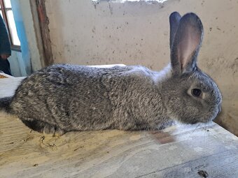 Činčila veľká - 2