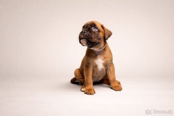 Nemecký boxer - predaj šteniatok - 2