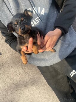 Predám šteniatka, rasa ratlík. - 2