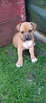 Staford/ridgeback/vlciak/border kolia krat. - 2