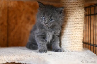 Mainská mývalia - maine coon - MCO - mačička POLLY - 2