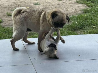 Mops - 2