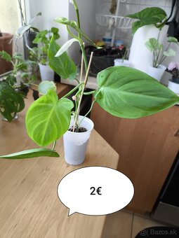 Izbové rastliny ll. - 2