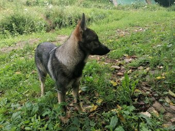 Cekoslovensky/nemecký vlčiak - 2