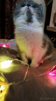 Britské mačiatka - britská modrá, modrý bicolor, čierny bic. - 2