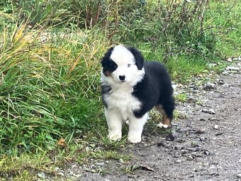 Miniatúrny americký ovčiak s PP - 2