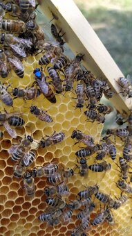 Predam včely - 2