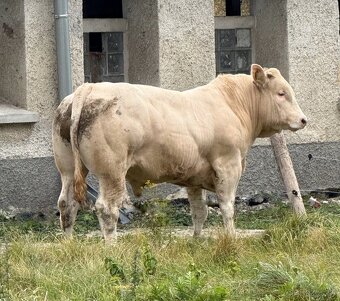 Plemenný býk Blonde d’Aquitaine - 2