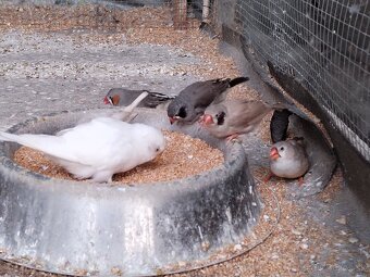 Predám vtáctvo - 2