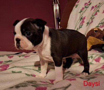 Boston,Bostonský teriér,Boston Terrier s PP - 2