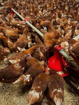 Mládky pred znáškou - 2