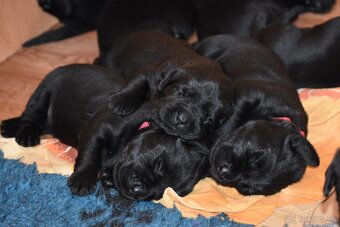 Labrador s PP - 2