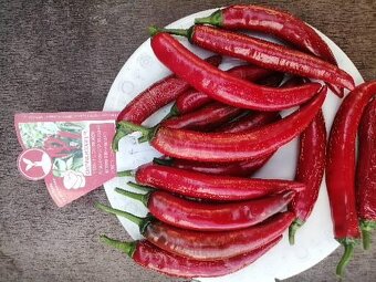Chilli cayenne, priesady, planty - 2