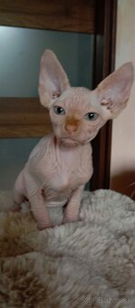 Kanadský sphynx mačiatka - 2